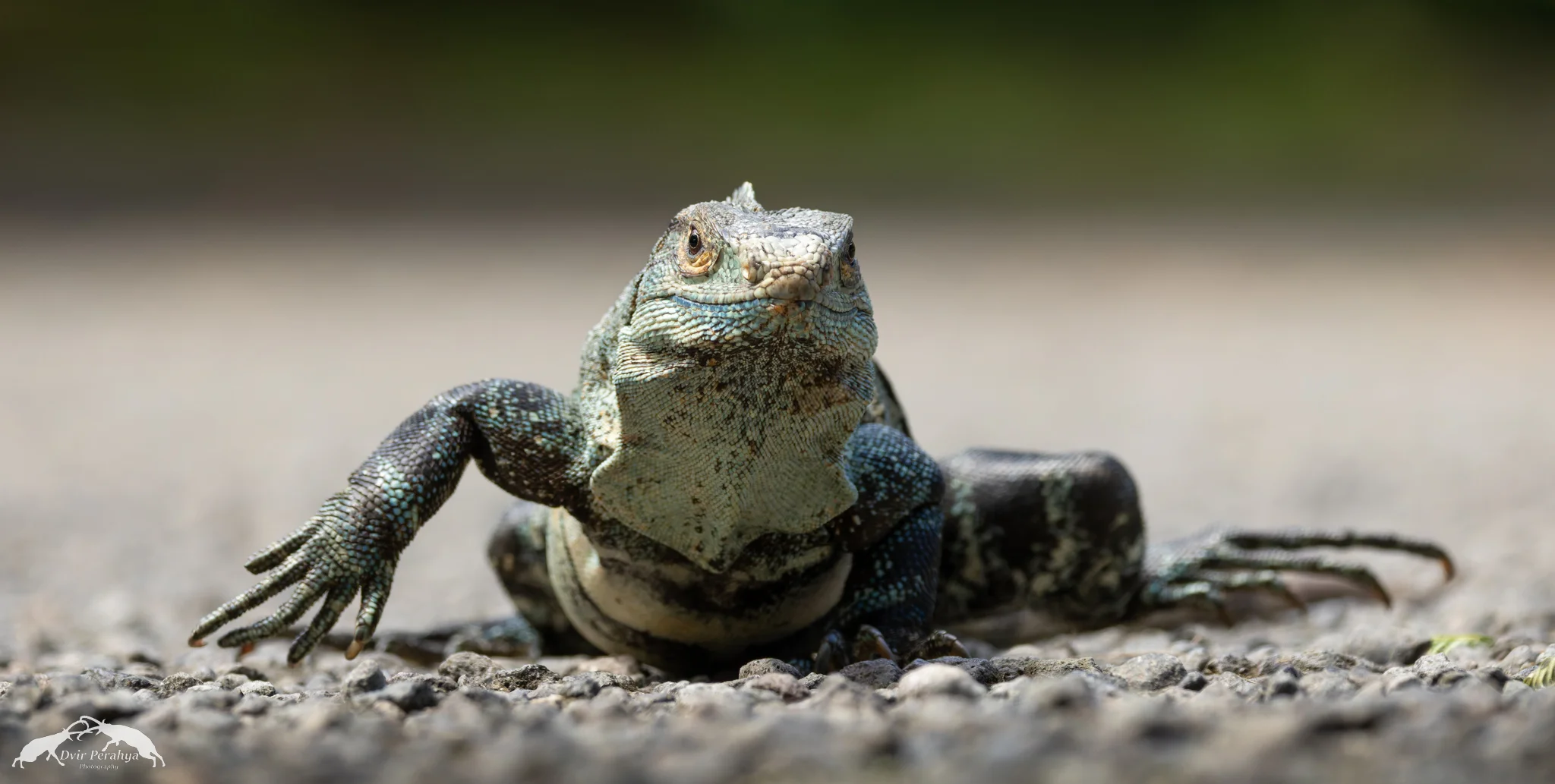 Iguana, Manuel Antonio